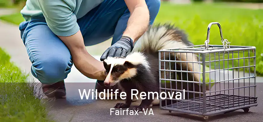 Wildlife Removal Fairfax-VA