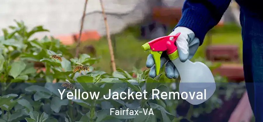 Yellow Jacket Removal Fairfax-VA